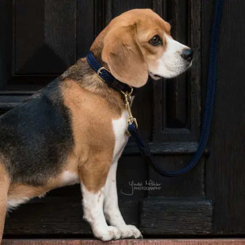 Kentucky Hundeleine Plaited Nylon