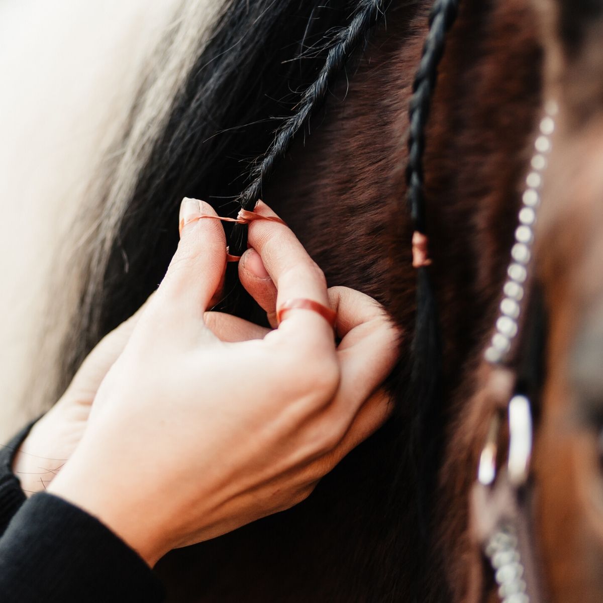 Animalon Mähnen- Einflechtgummis