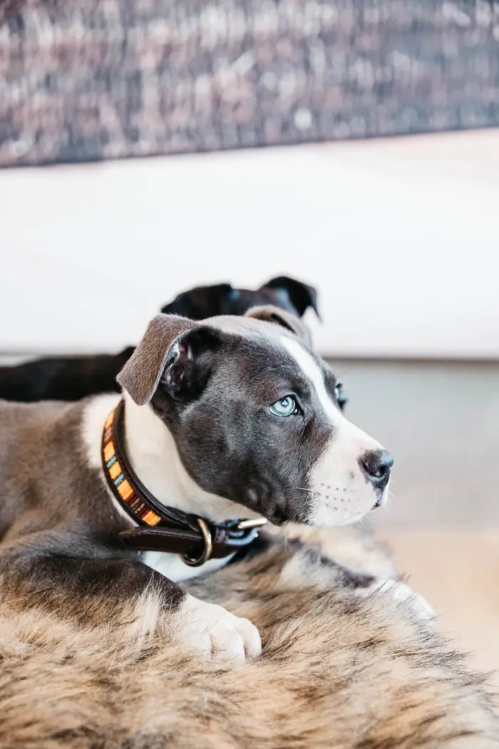 Kentucky Hundehalsband Pearls