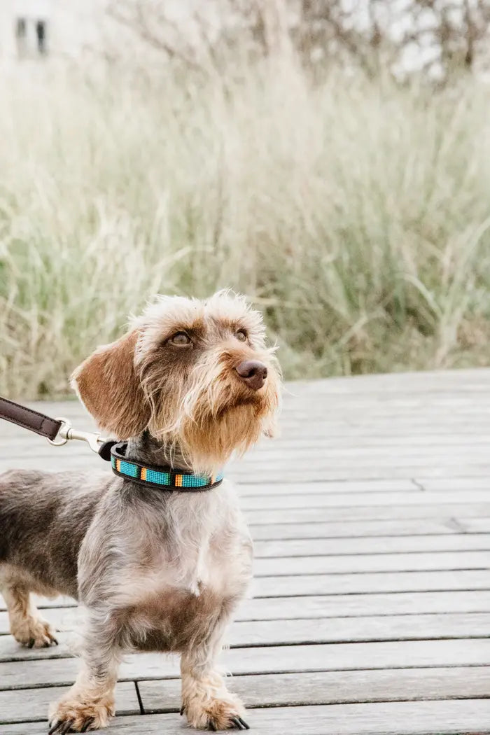 Kentucky Hundehalsband Pearls