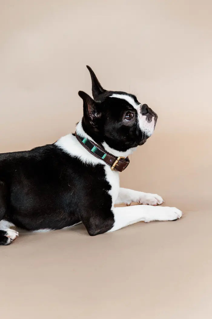 Kentucky Hundehalsband Pearls