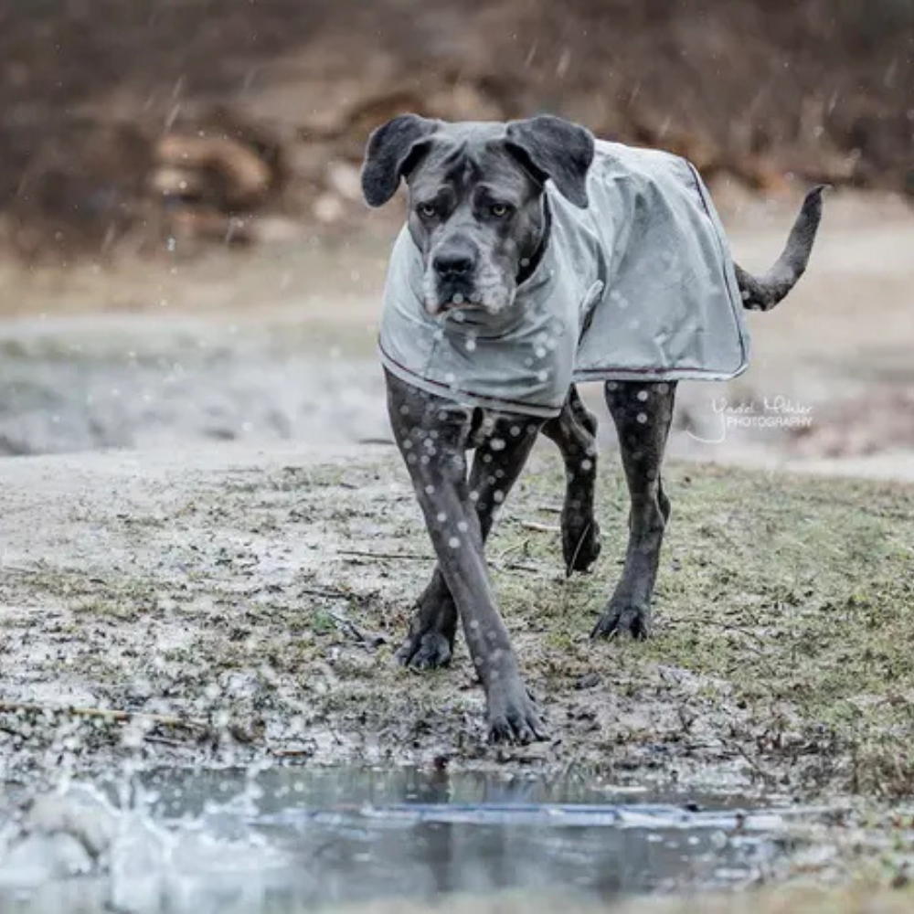 Kentucky Hundemantel Regenjacke