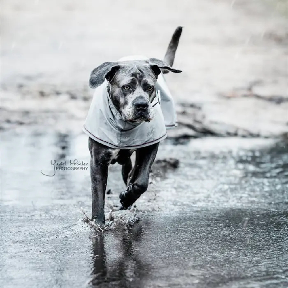 Kentucky Hundemantel Regenjacke