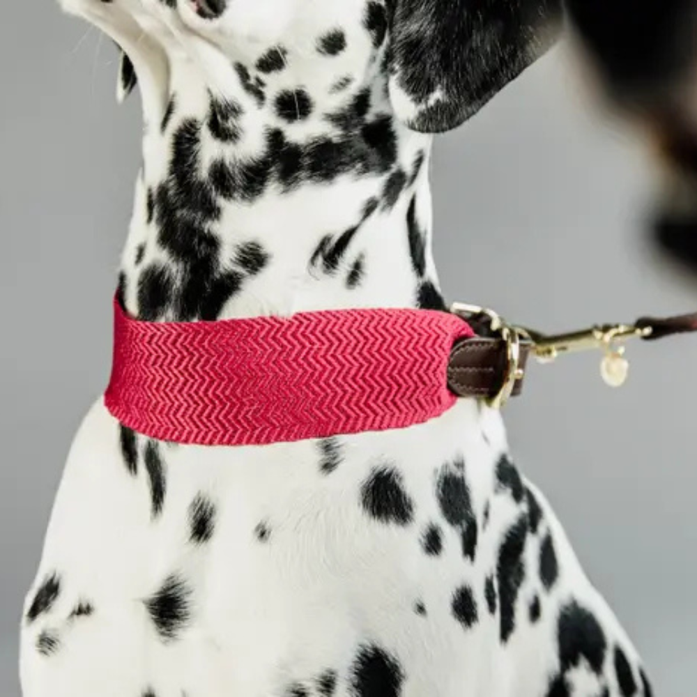 Kentucky Hundehalsband Jacquard