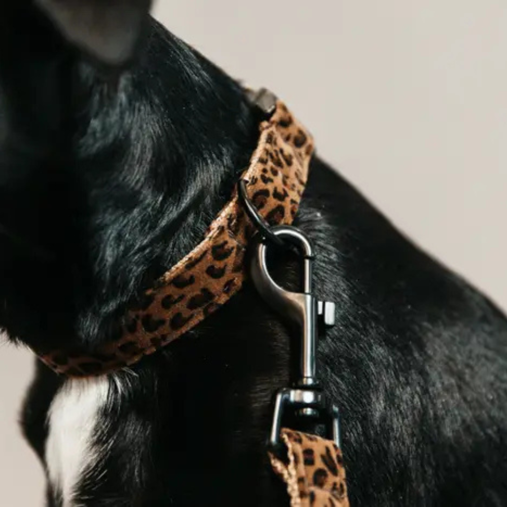 Kentucky Hundehalsband Leopard