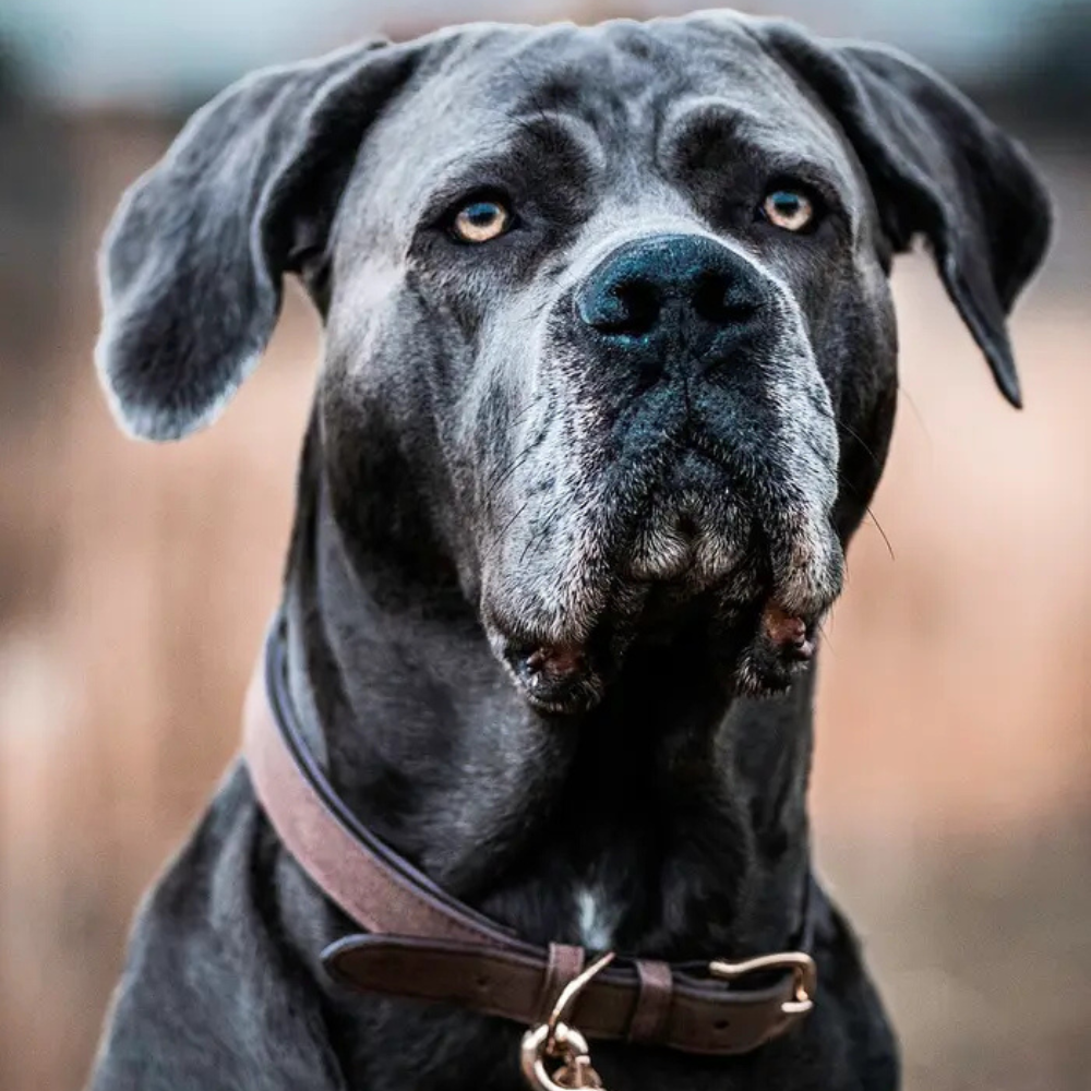 Kentucky Hundehalsband Velvet Leather