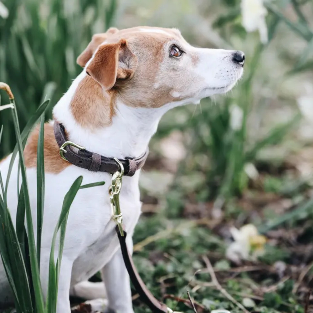 Kentucky Hundehalsband Velvet Leather