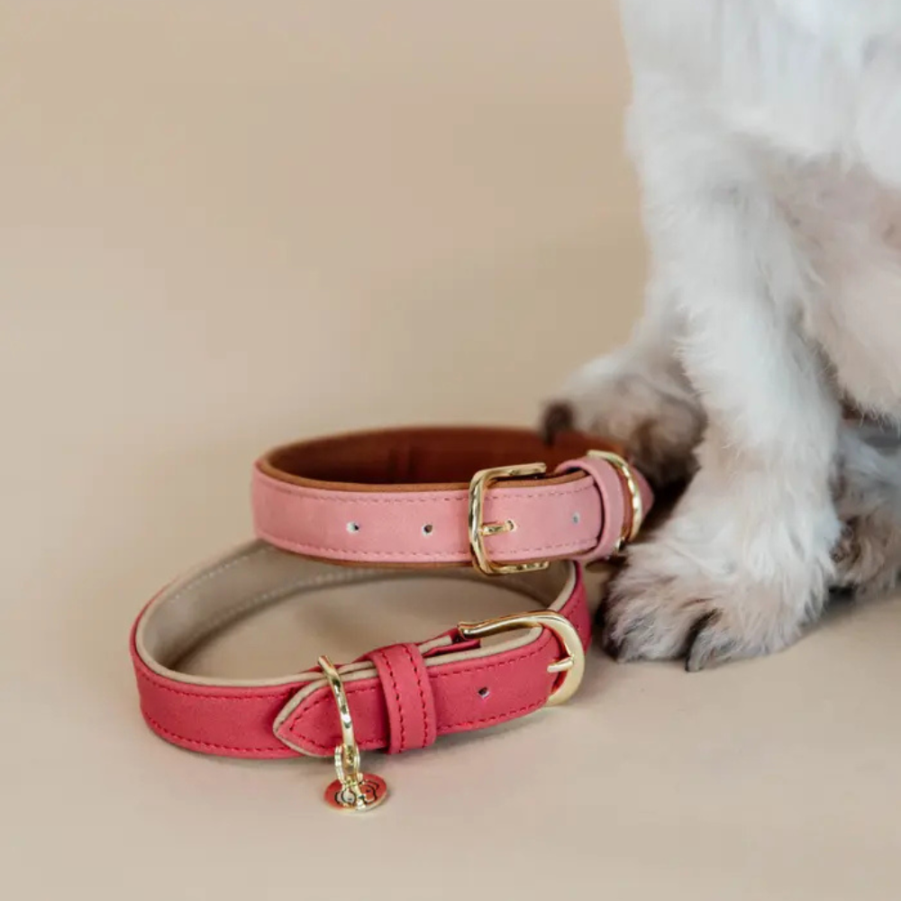 Kentucky Hundehalsband Vegan Leder