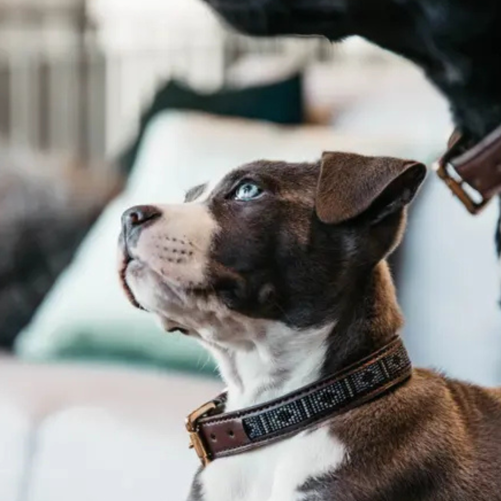 Kentucky Hundehalsband Pearls