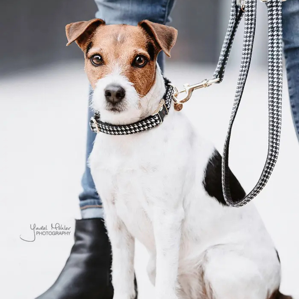 Kentucky Hundehalsband Pied-de-Poule