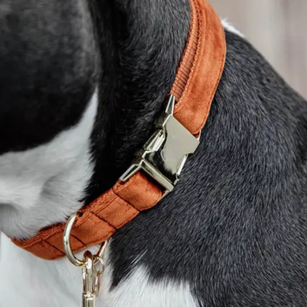 Kentucky Hundehalsband Velvet