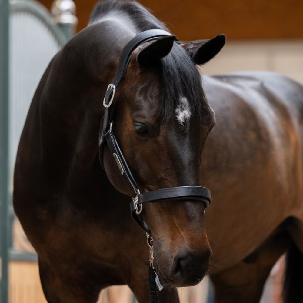 Eskadron Lederhalfter Stallion Basic