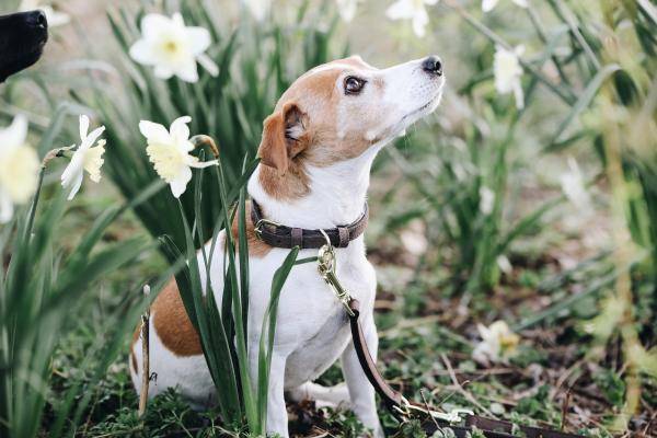 Kentucky Hundehalsband Velvet Leather