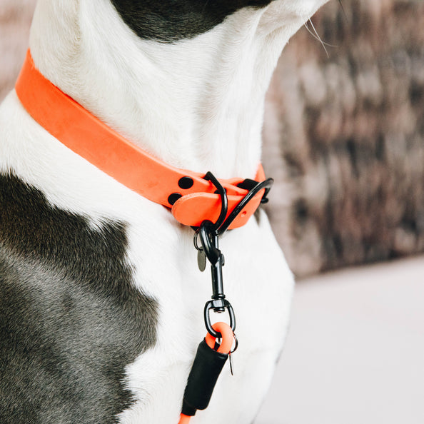 Kentucky Hundehalsband Soft Rubber